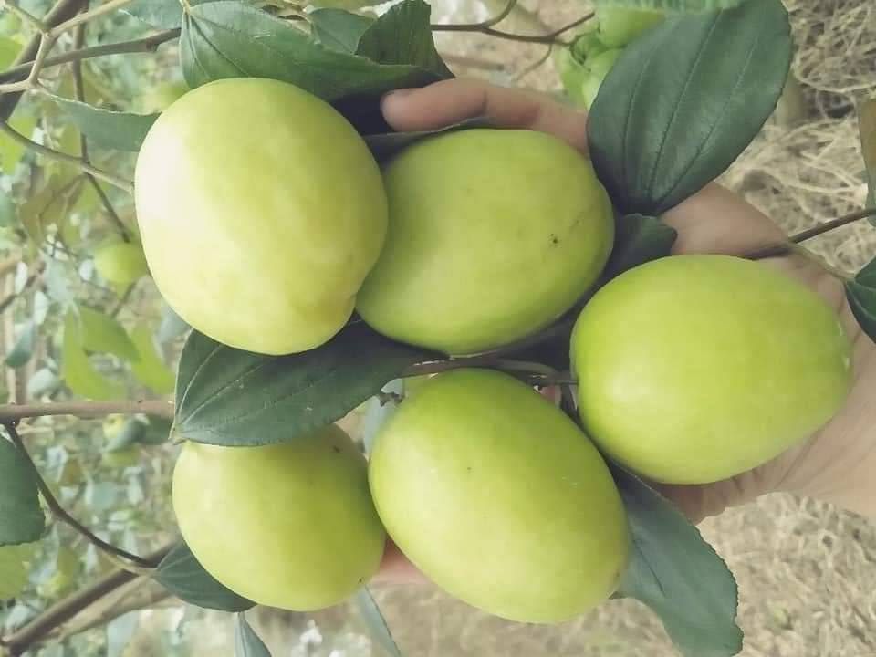 Táo xanh Phan Rang tốt cho sức khỏe