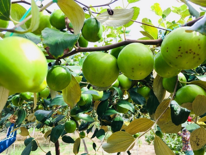 Táo xanh Phan Rang – đặc sản Ninh Thuận