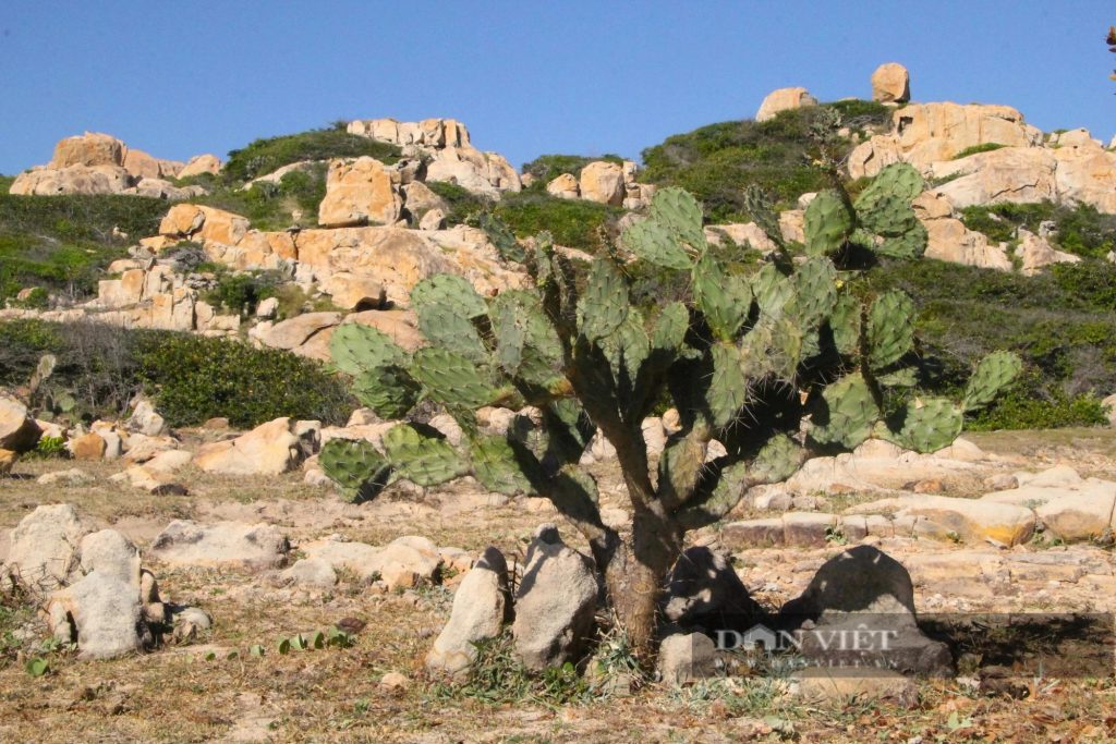 Thảm thực vật tại công viên đá